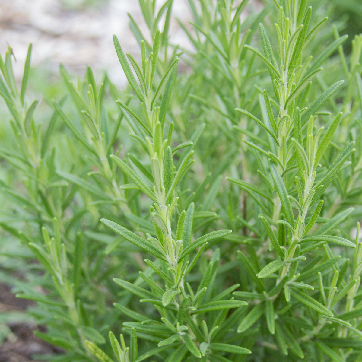 Rosemary by MIgardener
