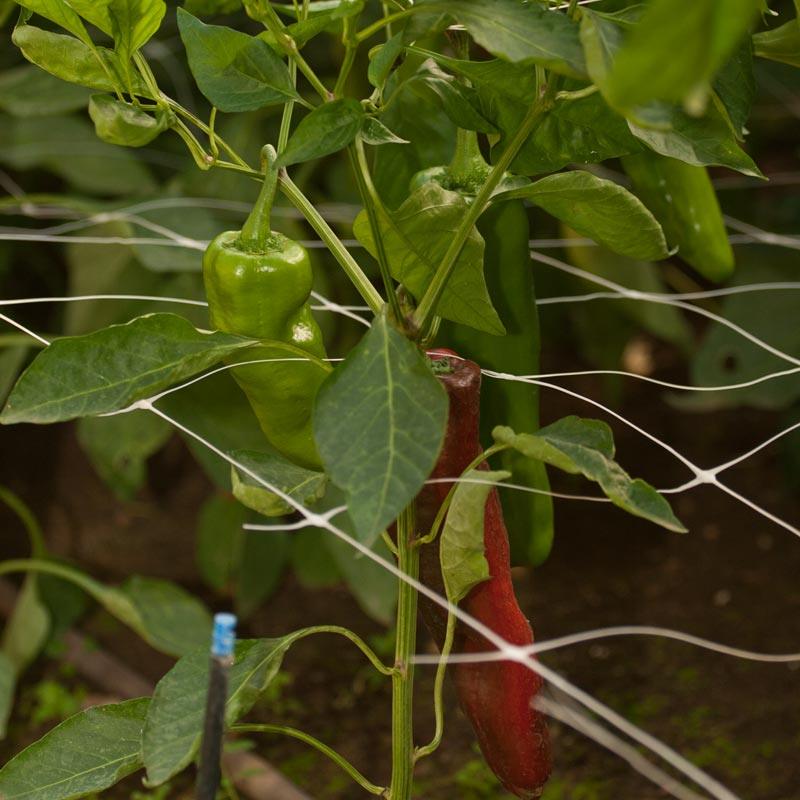 Hortonova Trellis (6 1/2' x 100'), Garden from Grow Organic