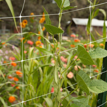 Hortonova Trellis (6 1/2' x 1000'), Garden from Grow Organic