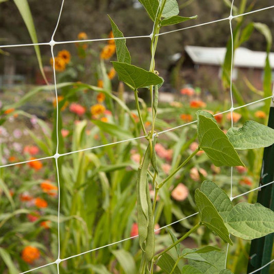 Hortonova Trellis (6 1/2' x 1000'), Garden from Grow Organic