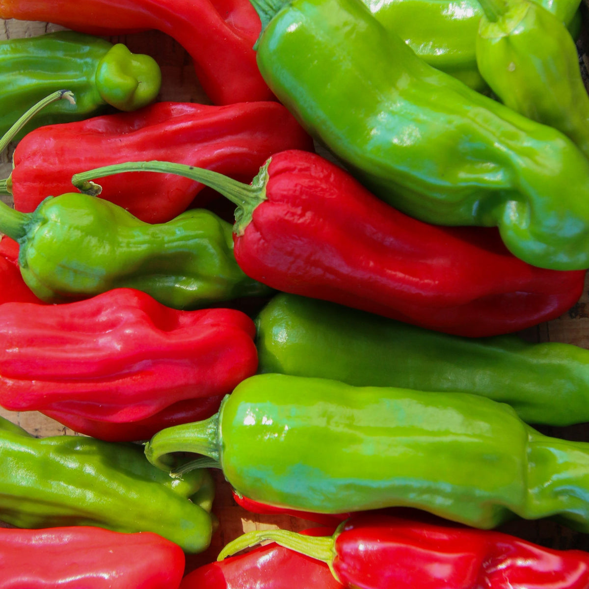 Shishito Pepper by MIgardener