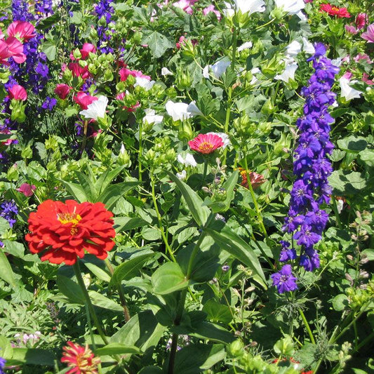Hummingbird Garden Wildflower Mix (1/4 lb), image 2 of 3