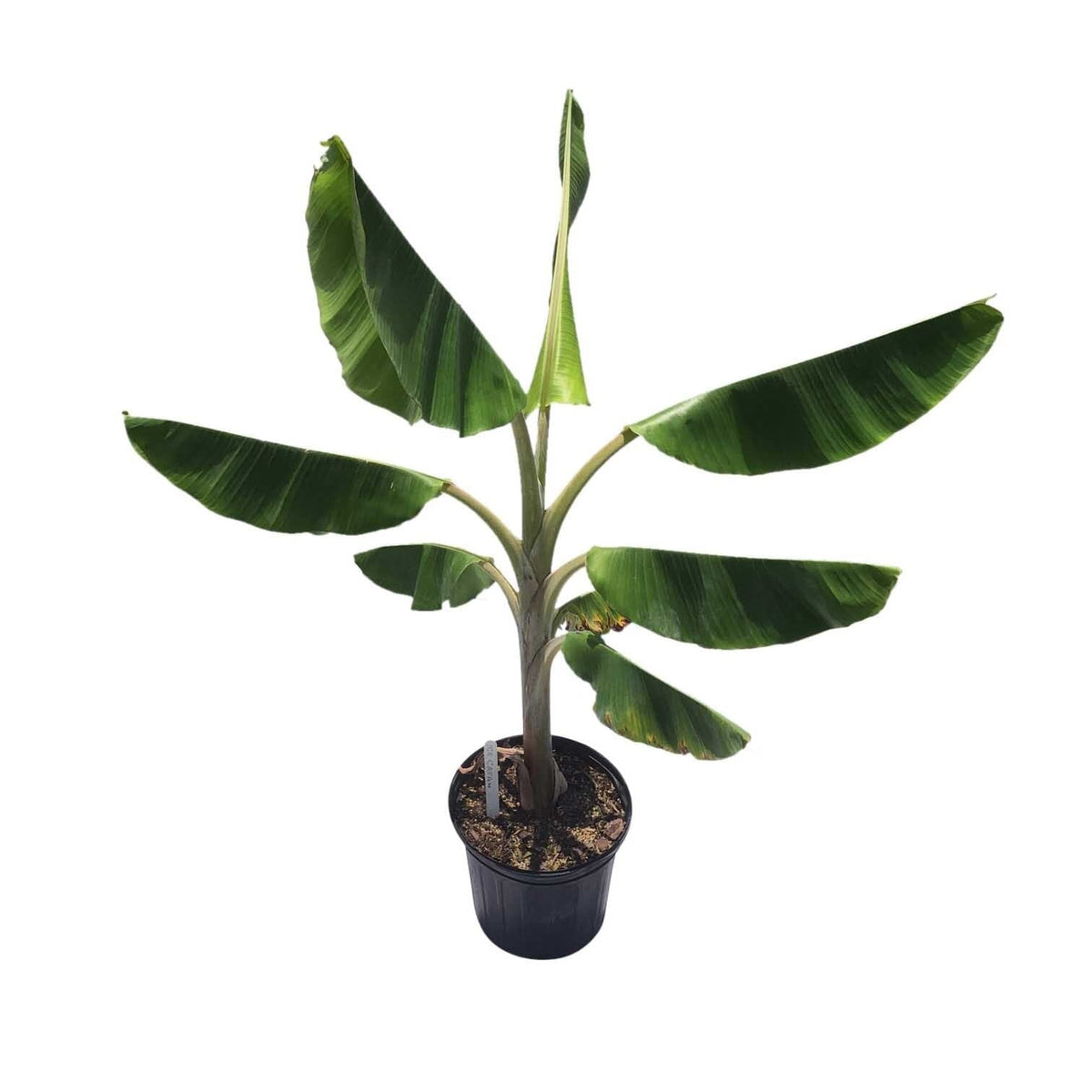 Ice Cream Blue Java Banana Plant, Fruit Trees from Everglades Farm