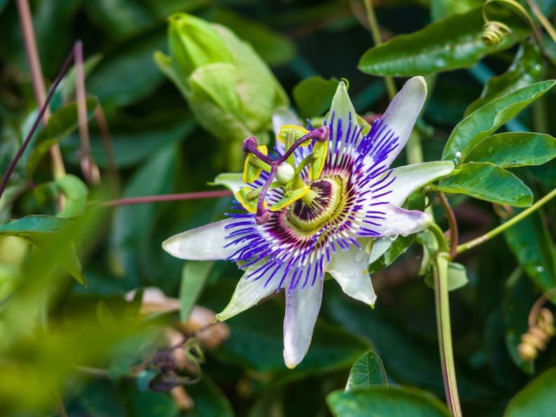 Yellow Passion Fruit Vine, Maracuya Amarillo for sale from Florida, Fruit Trees from Everglades Farm