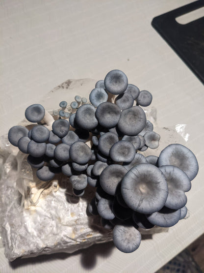 Organic Blue Oyster Grow Kit