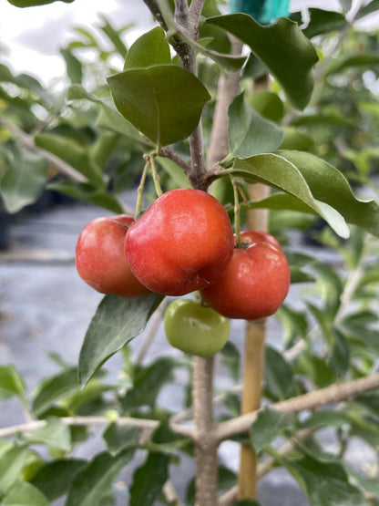 Barbados Cherry, Acerola, Guyana Cherry Tree