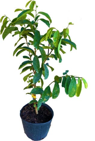 Soursop Guanabana from Seedlings Fruit Tree, Fruit Trees from Everglades Farm