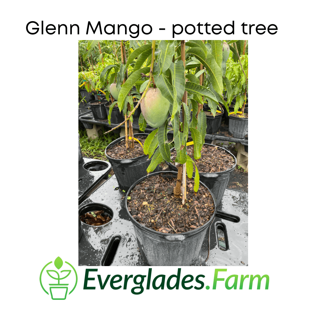Glenn Mango Tree, Grafted, Fruit Trees from Everglades Farm