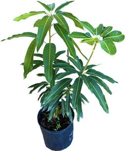 Julie Mango tree Dwarf Grafted, Fruit Trees from Everglades Farm