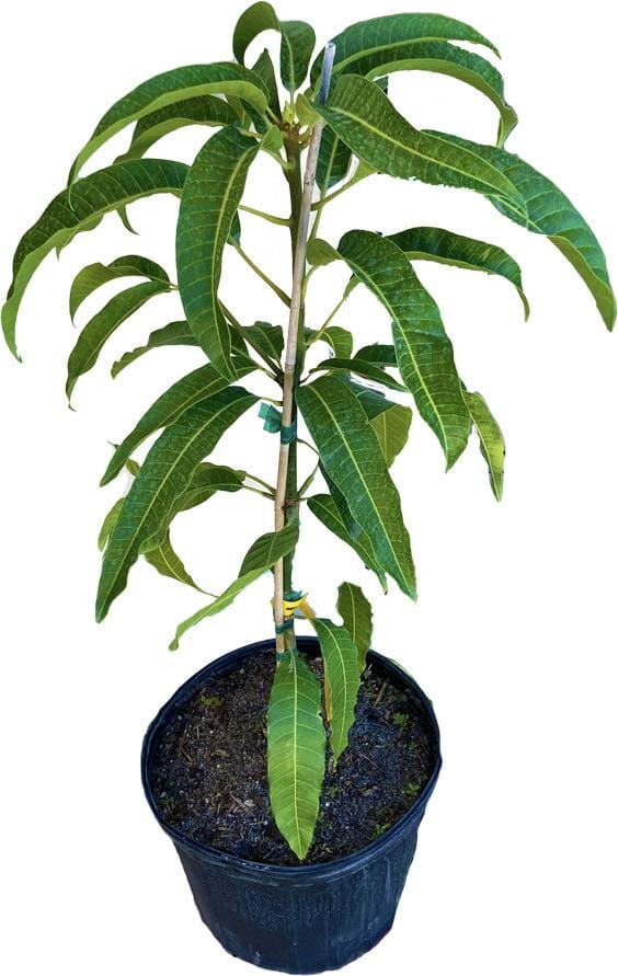 Cabeza, Man's Head, Mango Tree, Grafted, Fruit Trees from Everglades Farm