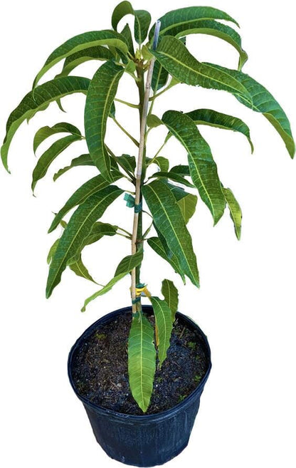 Cabeza, Man's Head, Mango Tree, Grafted, Fruit Trees from Everglades Farm