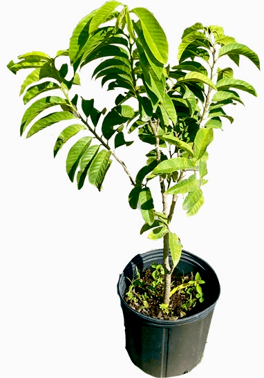 Red Custard Apple, Chirimoya Tree, Fruit Trees from Everglades Farm