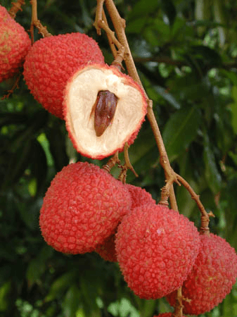 SweetHeart Lychee Tree, Fruit Trees from Everglades Farm