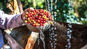 El Salvador Ahuachapan Reserve Series Coffee, image 2 of 2