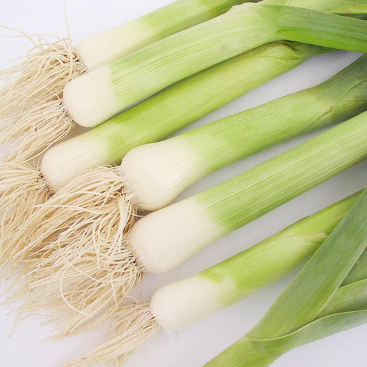 American Flag Leek Seeds (Organic), Garden from Grow Organic