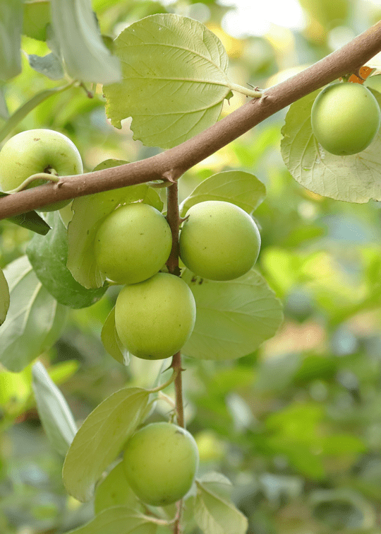 Jujube Tree Grafted