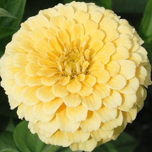 Isabellina Zinnia by MIgardener