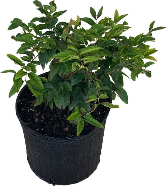 Red Dwarf Jaboticaba Tree, Hybrid, Fruit Trees from Everglades Farm