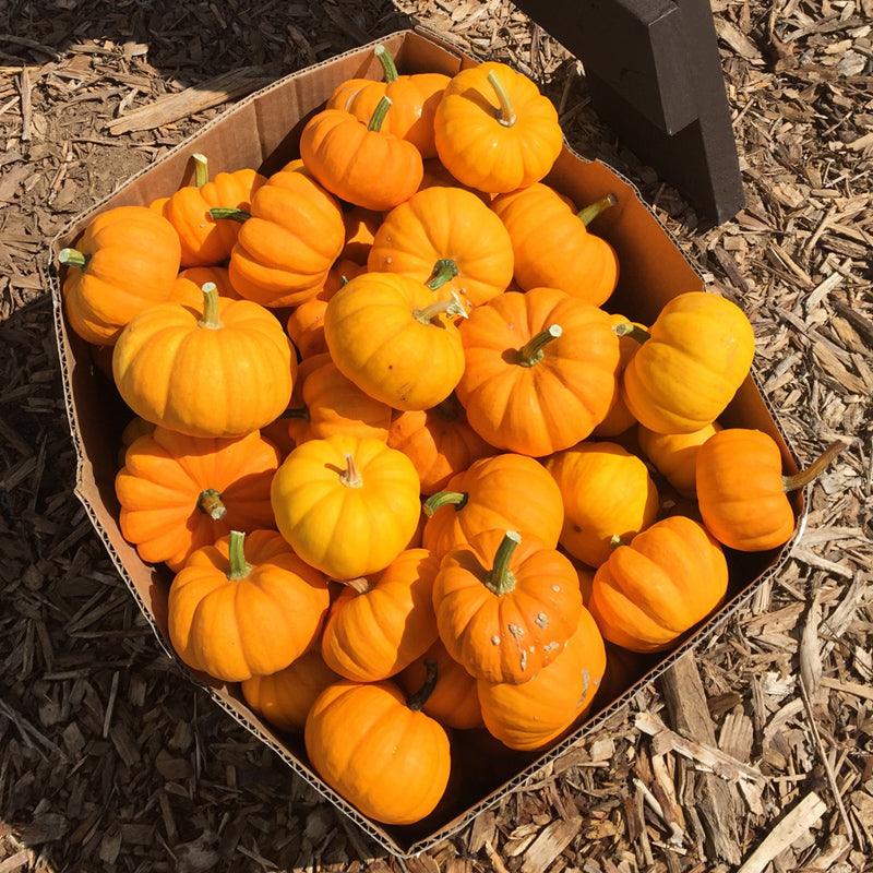 Jack Be Little Pumpkin Seeds (Organic), Garden from Grow Organic