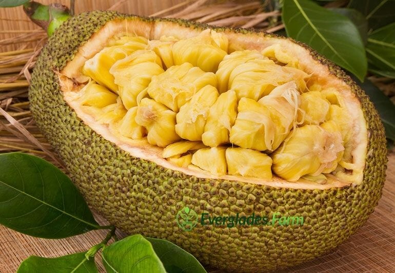 Dang Rasimi Jackfruit Dwarf Tree, from Seedlings from Everglades Farm