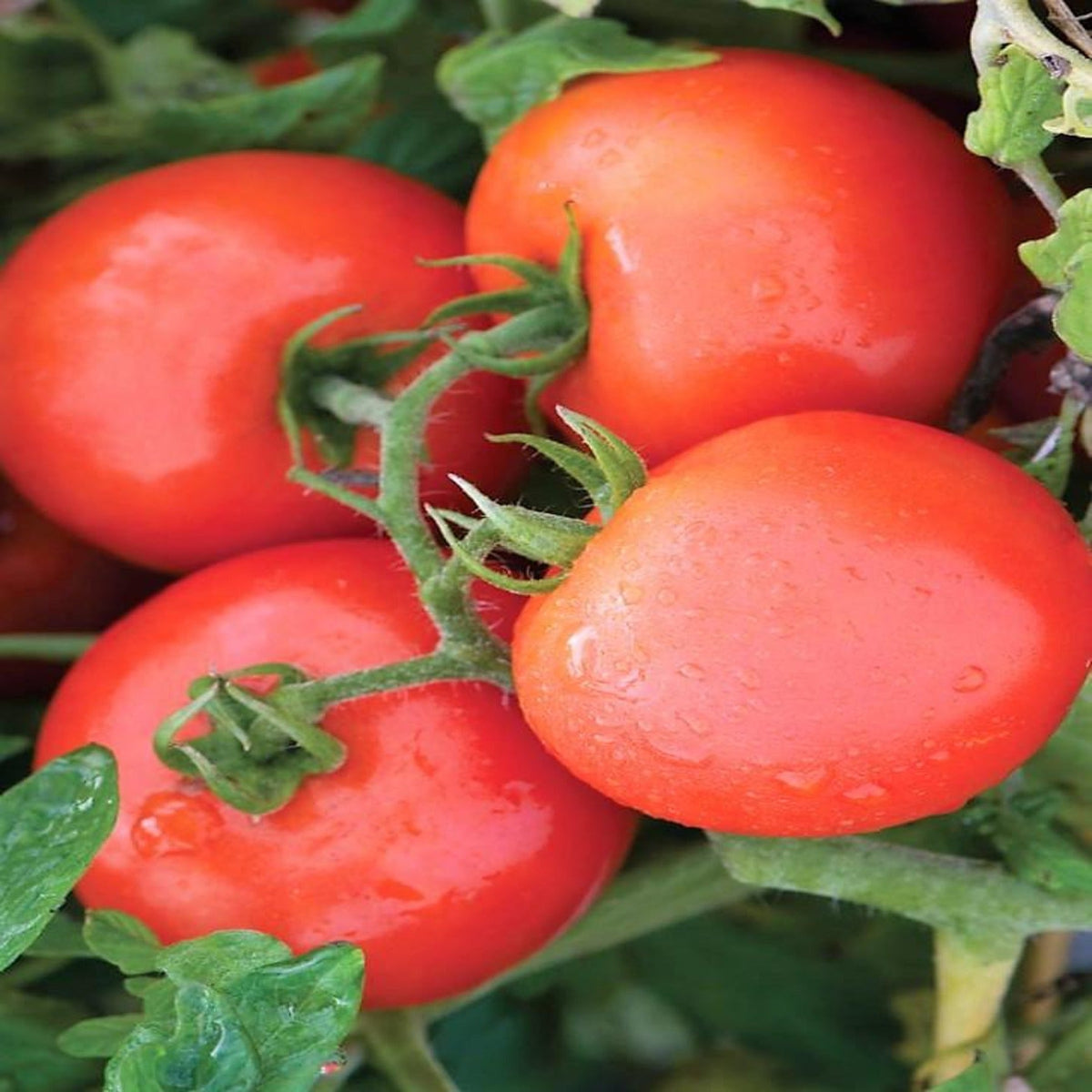 Jet Star Hybrid Tomato Seeds by Papaws Garden Supply