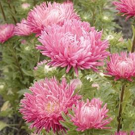 Jewelaster Rose Aster by MIgardener