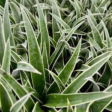 Juicy Pineapple Plant For Sale – Ananas comosus from Everglades Farm