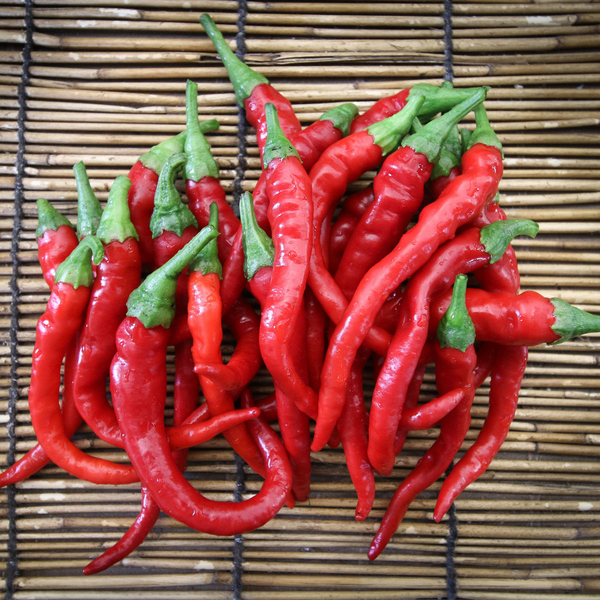 Cayenne Long Slim Pepper by MIgardener