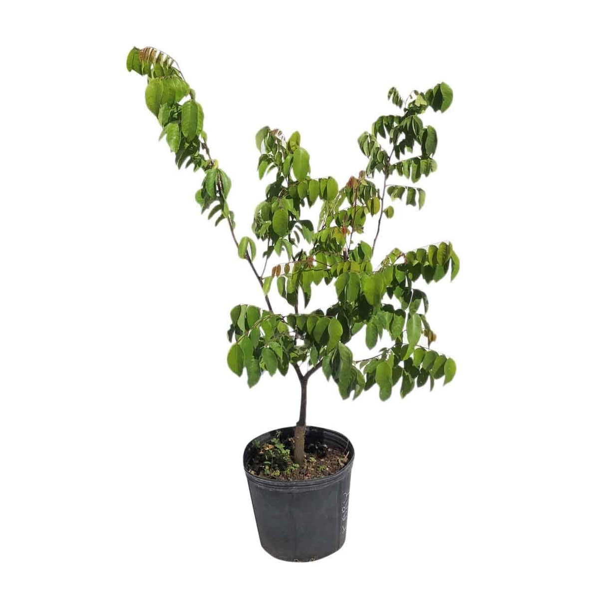 Kary Star Fruit Carambola Fruit Tree, Grafted from Everglades Farm