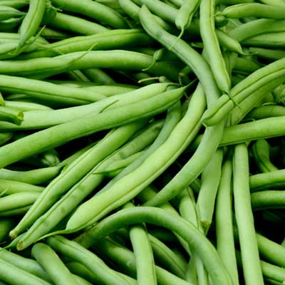 BEAN Seeds, Kentucky Blue Pole