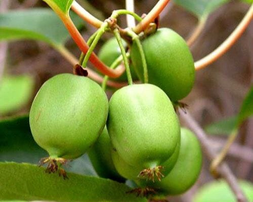 Issai Kiwi Self-Fertile Female Plant by Everglades Farm