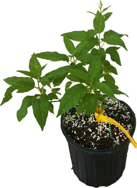 Issai Kiwi Self-Fertile Female Plant, image 2 of 2