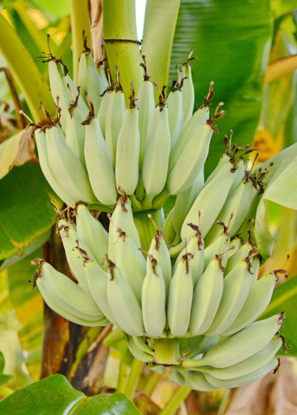 Kokopo, Patupi Dwarf Banana Plant from Everglades Farm