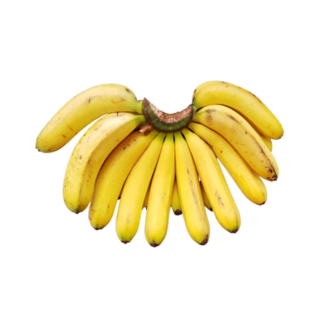 Lakatan Musa Banana Plant from Everglades Farm