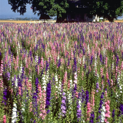 Larkspur Mix (1/4 lb), Garden from Grow Organic