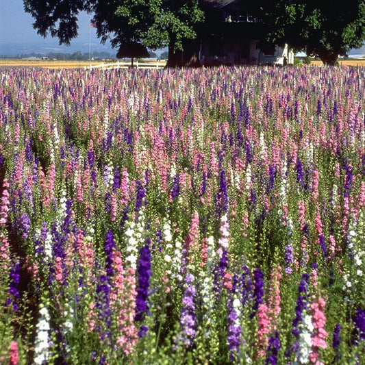 Larkspur Mix (1/4 lb), Garden from Grow Organic