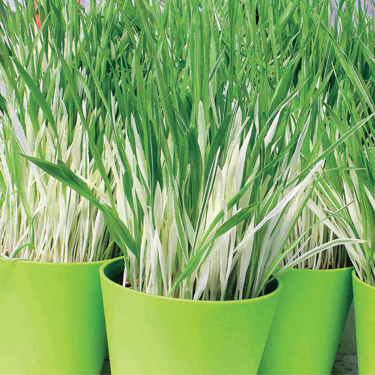 Variegated Cat Grass by MIgardener