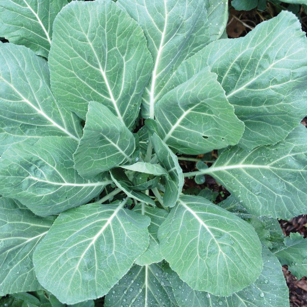 Champion Collards by MIgardener