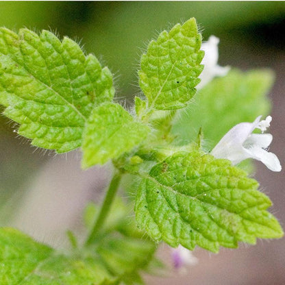 Lemon Balm (Organic), Garden from Grow Organic