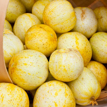 Lemon Cucumber Seeds (Organic), Garden from Grow Organic