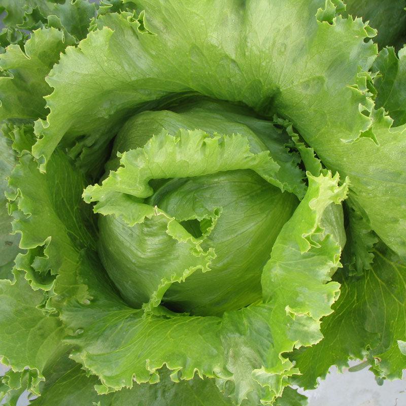 Iceberg Superior Lettuce Seeds (Organic), Garden from Grow Organic