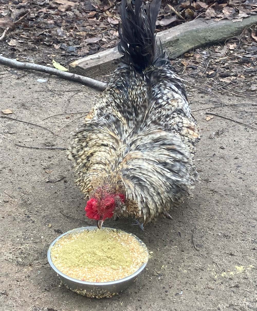 Pumpkin Seed Delight - Add To Feed For For Healthy Coops from Dahlia Pets