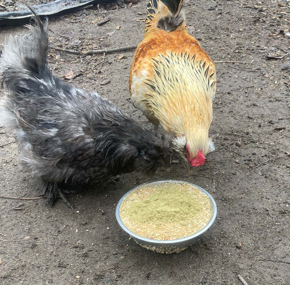 Pumpkin Seed Delight - Add To Feed For For Healthy Coops from Dahlia Pets