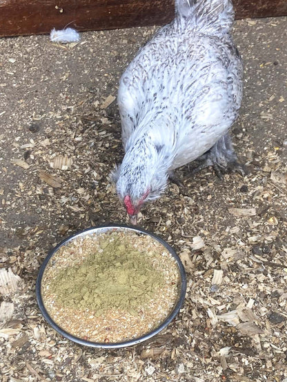 Pumpkin Seed Delight - Add To Feed For For Healthy Coops from Dahlia Pets