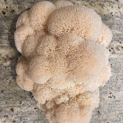 Mycomatrix Lion's Mane Adaptogenic Mushroom Extract