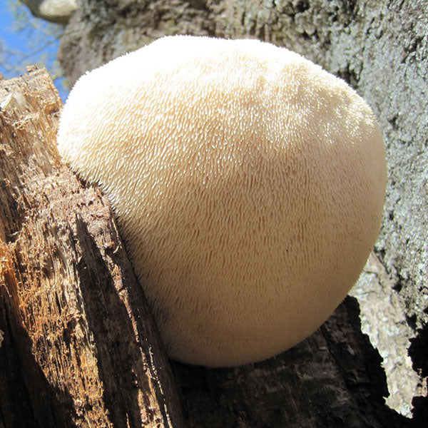 Mycomatrix Lion's Mane Adaptogenic Mushroom Extract