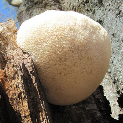 Mycomatrix Lion's Mane Adaptogenic Mushroom Extract