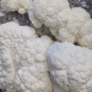 Organic Lion's Mane powder