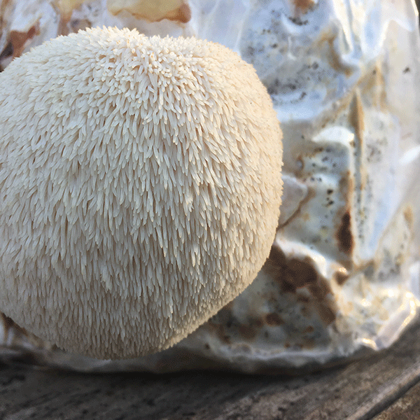 Lion's Mane Mushroom Fruiting Kit, Garden from Mushroom Mountain