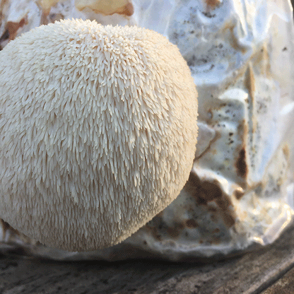 Lion's Mane Mushroom Fruiting Kit, Garden from Mushroom Mountain